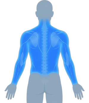 Dos - Bras - Épaules